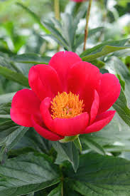 Paeonia ‘Scarlet O'Hara' Peony