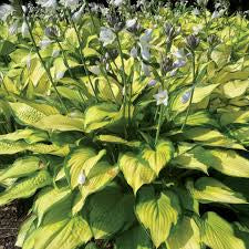 Hosta 'Paul's Glory'