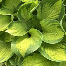 Hosta ‘Rainforest Sunrise’