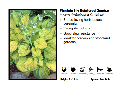 Hosta ‘Rainforest Sunrise’