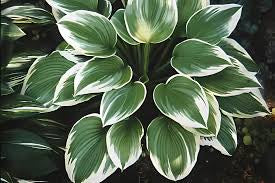 Hosta ‘Robert Frost’