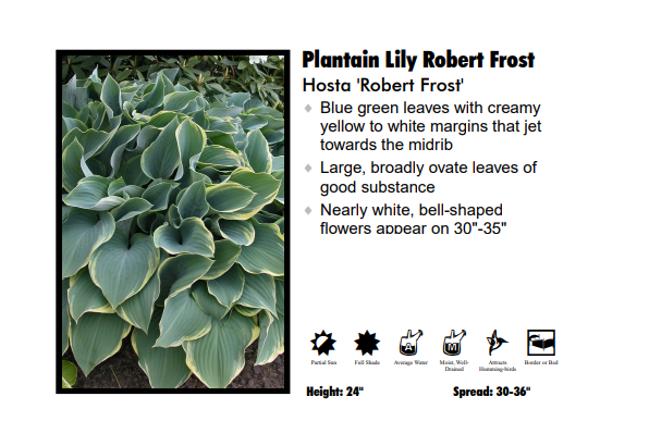 Hosta ‘Robert Frost’