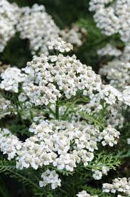Achillea Millefolium "New Vintage White" Yarrow