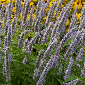 Agastache ‘Blue Fortune’ Anise Hyssop