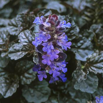 Ajuga Reptans ‘Black Scallop’ Bugle Weed