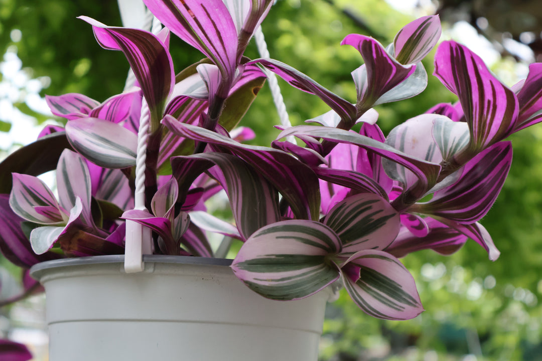 6" HB TRADESCANTIA PINK NANOUK