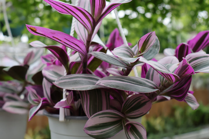 6" HB TRADESCANTIA PINK NANOUK