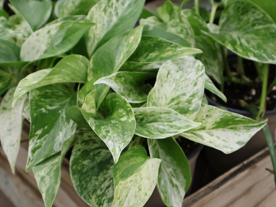 4" POTHOS MARBLE QUEEN