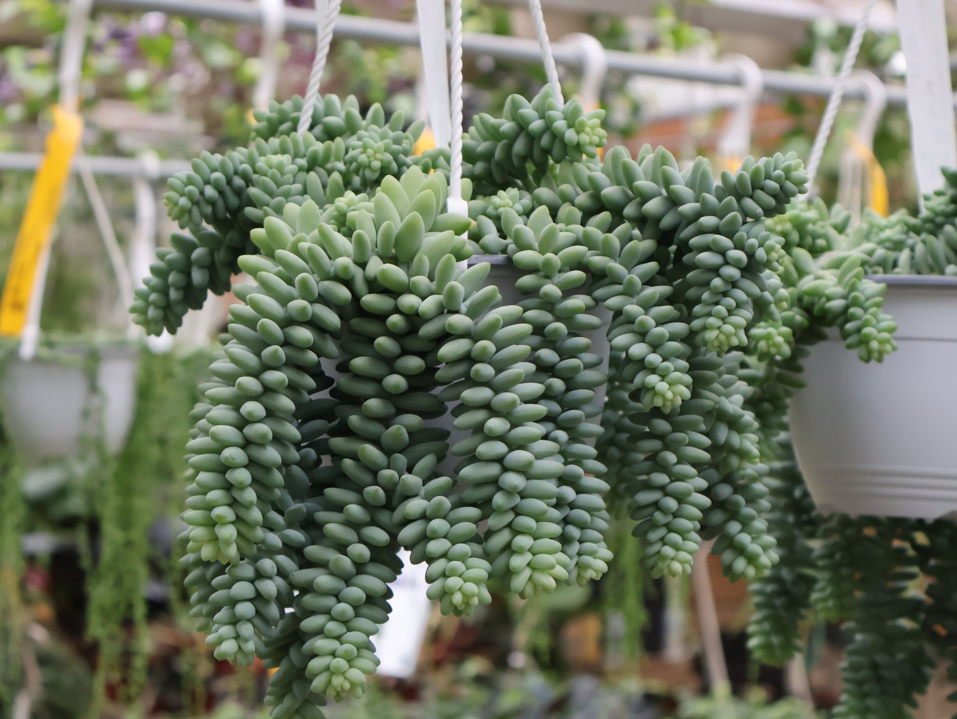 hb succulent 6" HB BURRO'S TAIL – Pandy's Garden Center
