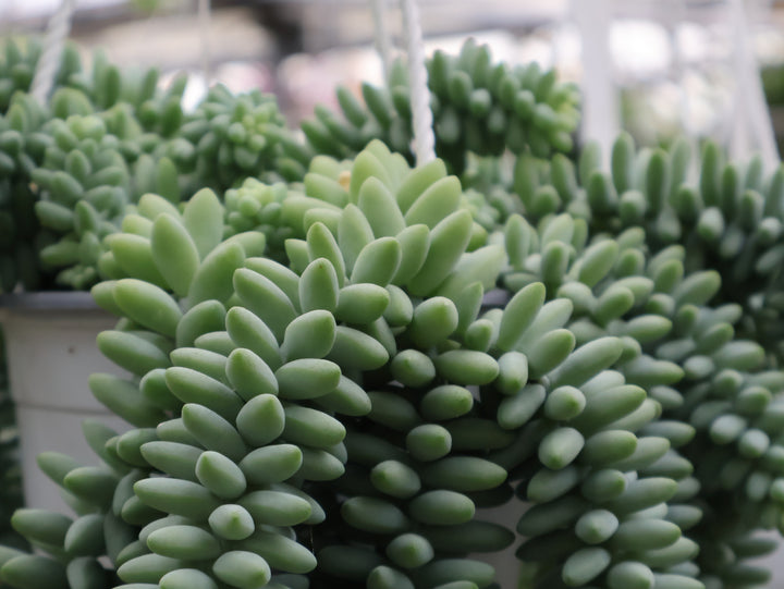 6" HB BURRO'S TAIL