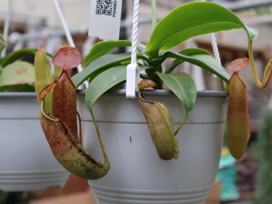 6" HB NEPENTHES PITCHER PLANT