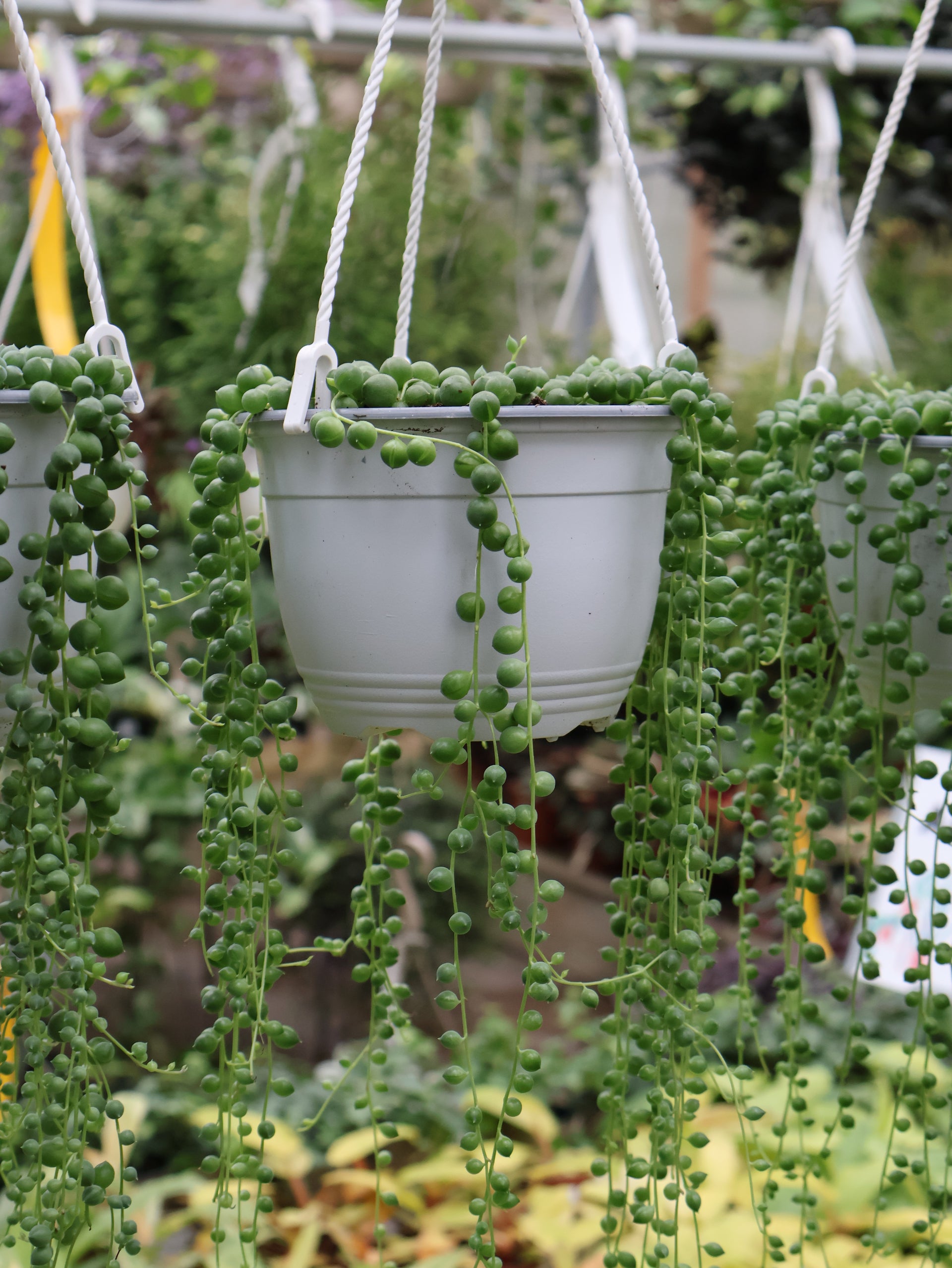 pearl drop hanging plant 6