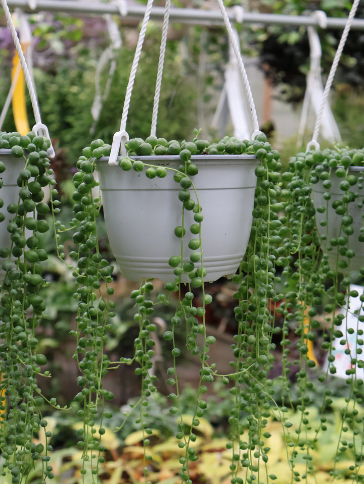 6" HB STRING OF PEARLS