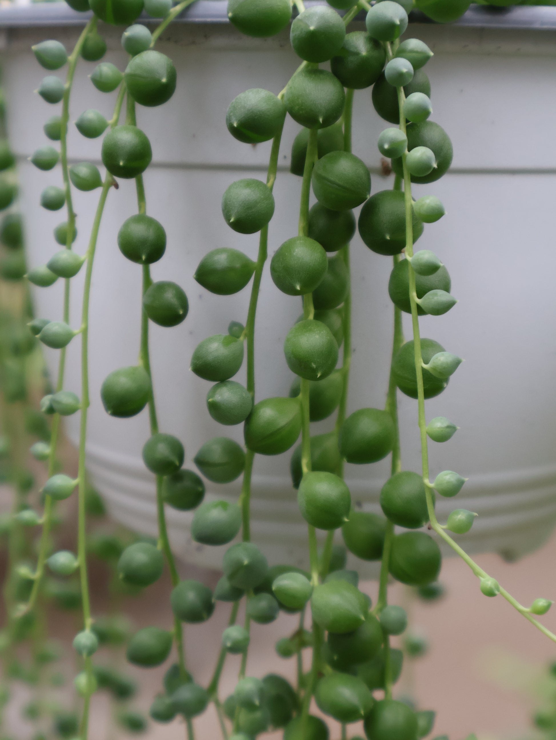 hanging plant pearl 6" HB STRING OF PEARLS – Pandy's Garden Center