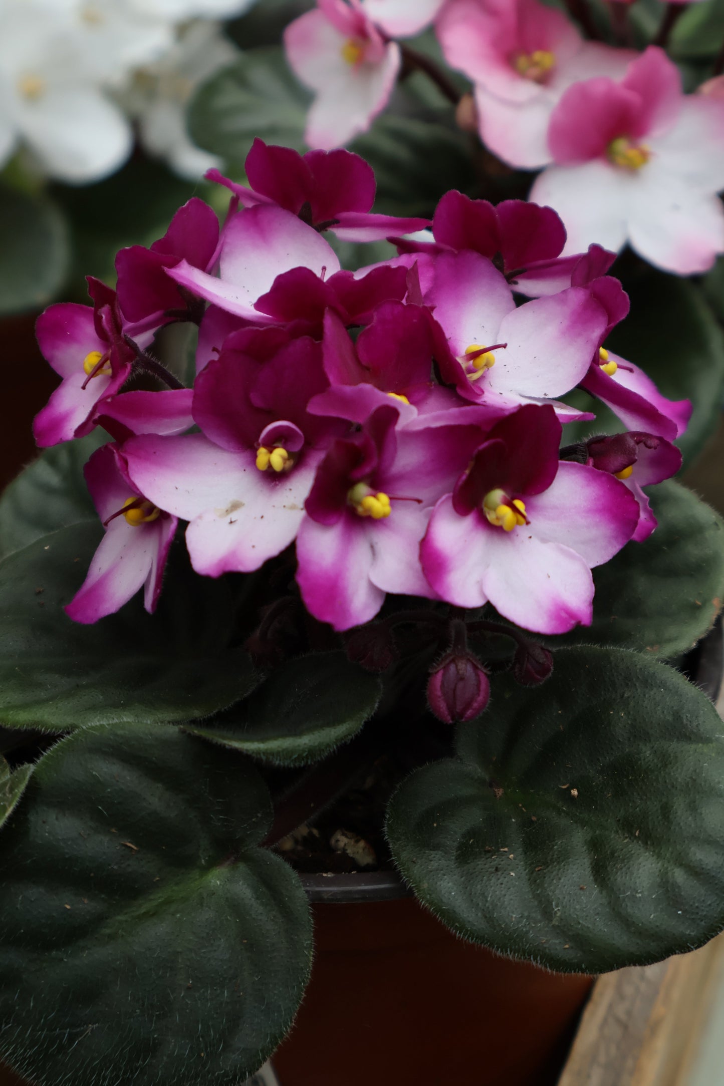4.5" AFRICAN VIOLET