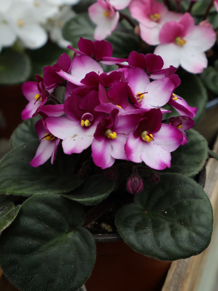 4.5" AFRICAN VIOLET