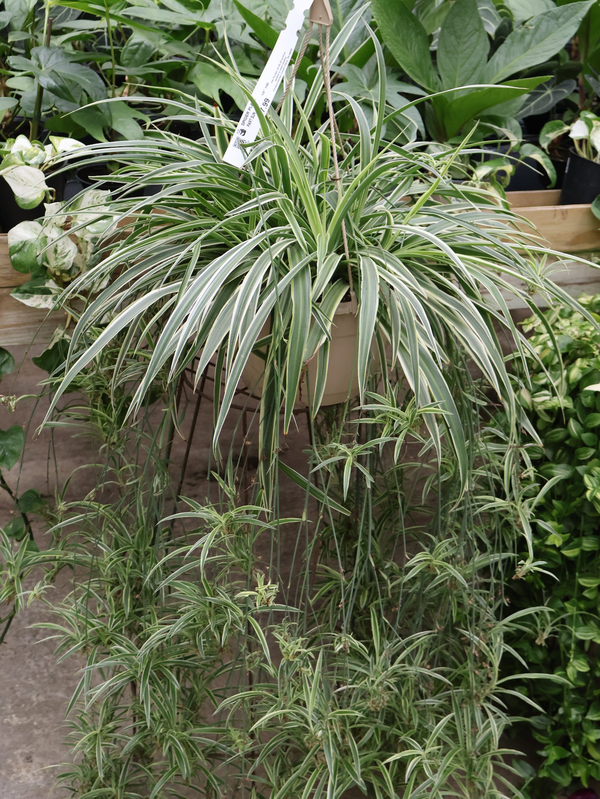 spider plants in garden 10" HB SPIDER PLANT – Pandy's Garden Center