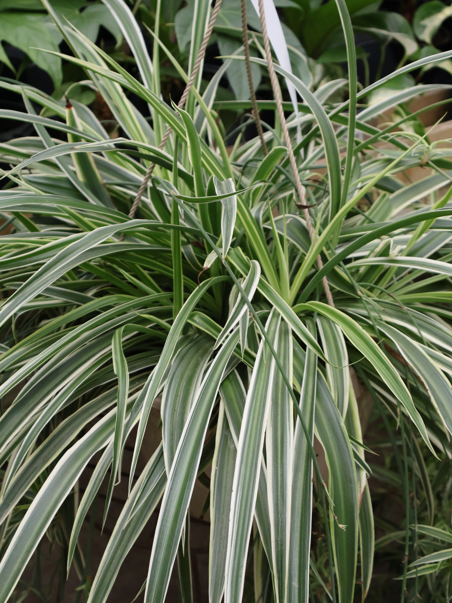 spider hb plant 10" HB SPIDER PLANT