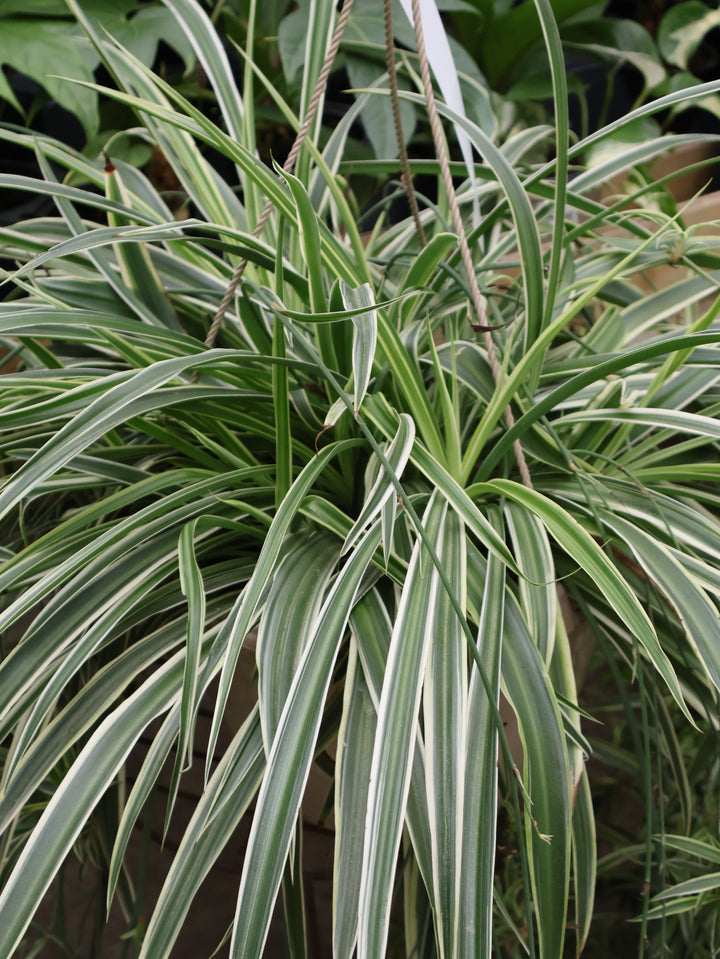 10" HB SPIDER PLANT