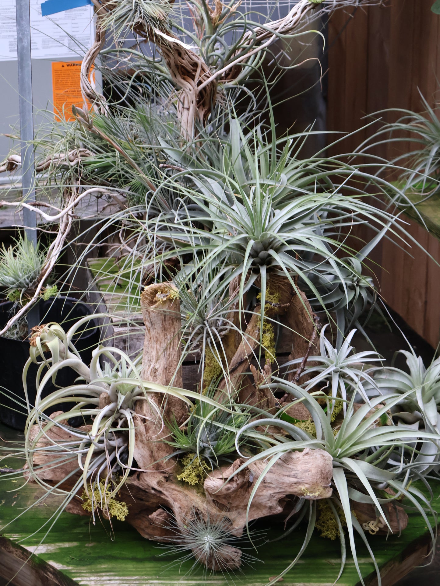 largest air plants Air Plants – Pandy's Garden Center
