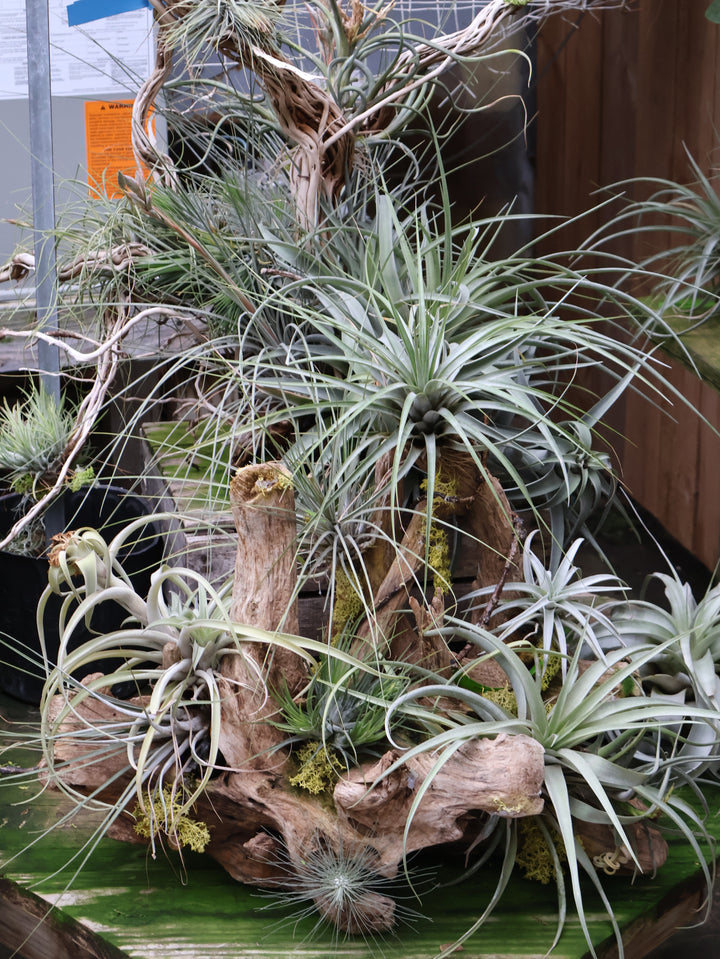 Air Plants