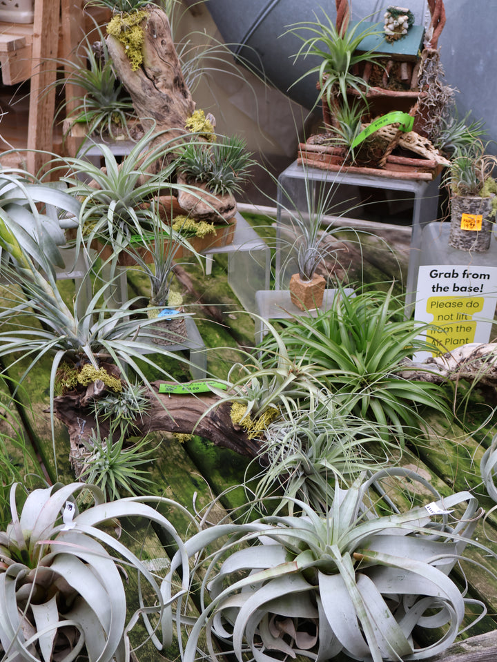 Air Plants