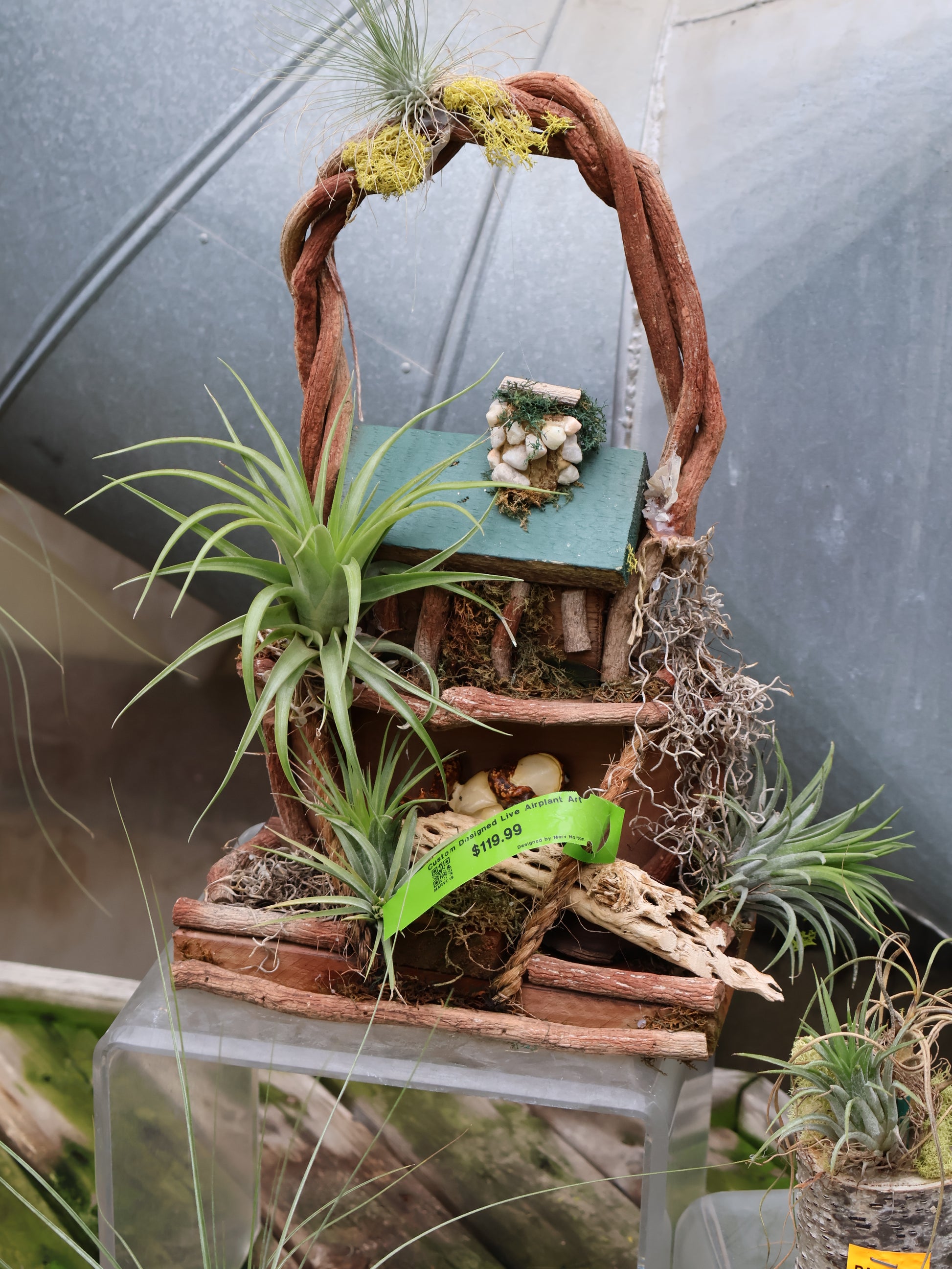 buy air plants near me Air Plants – Pandy's Garden Center