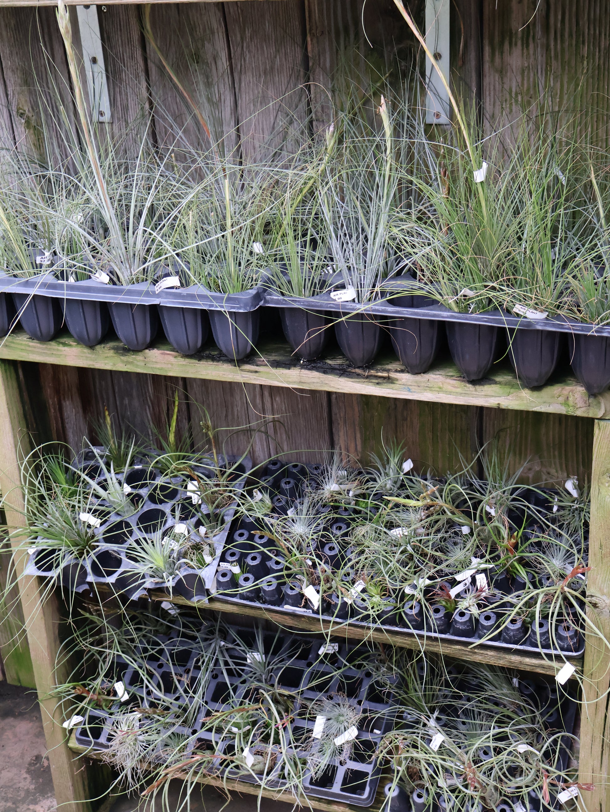 air plant seedlings Air Plants – Pandy's Garden Center