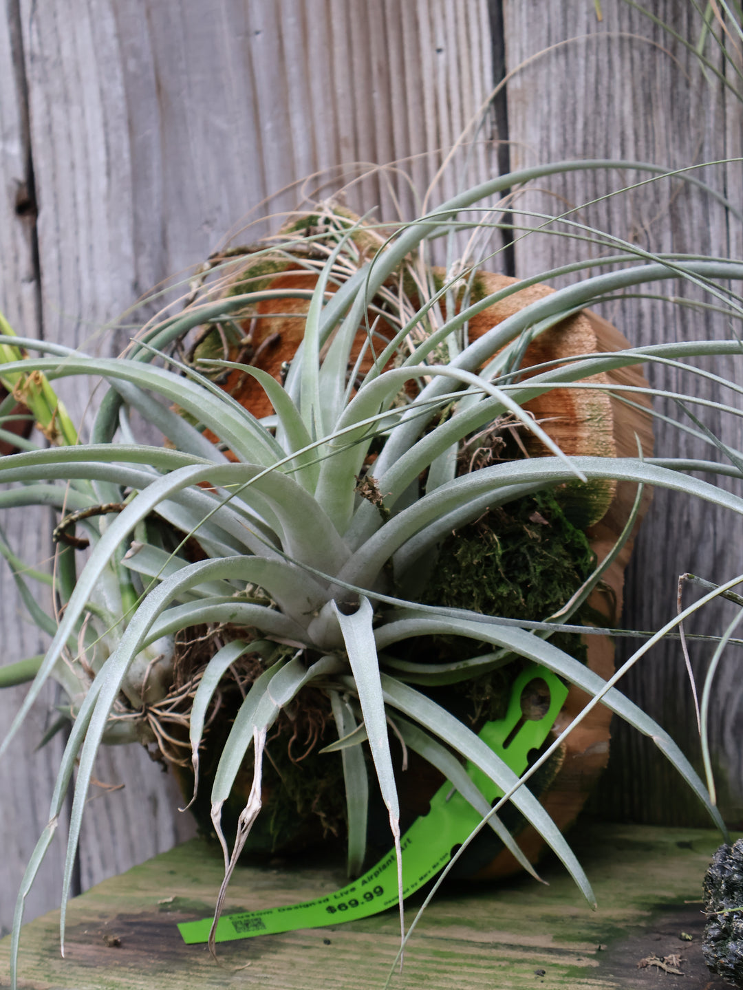 Air Plants