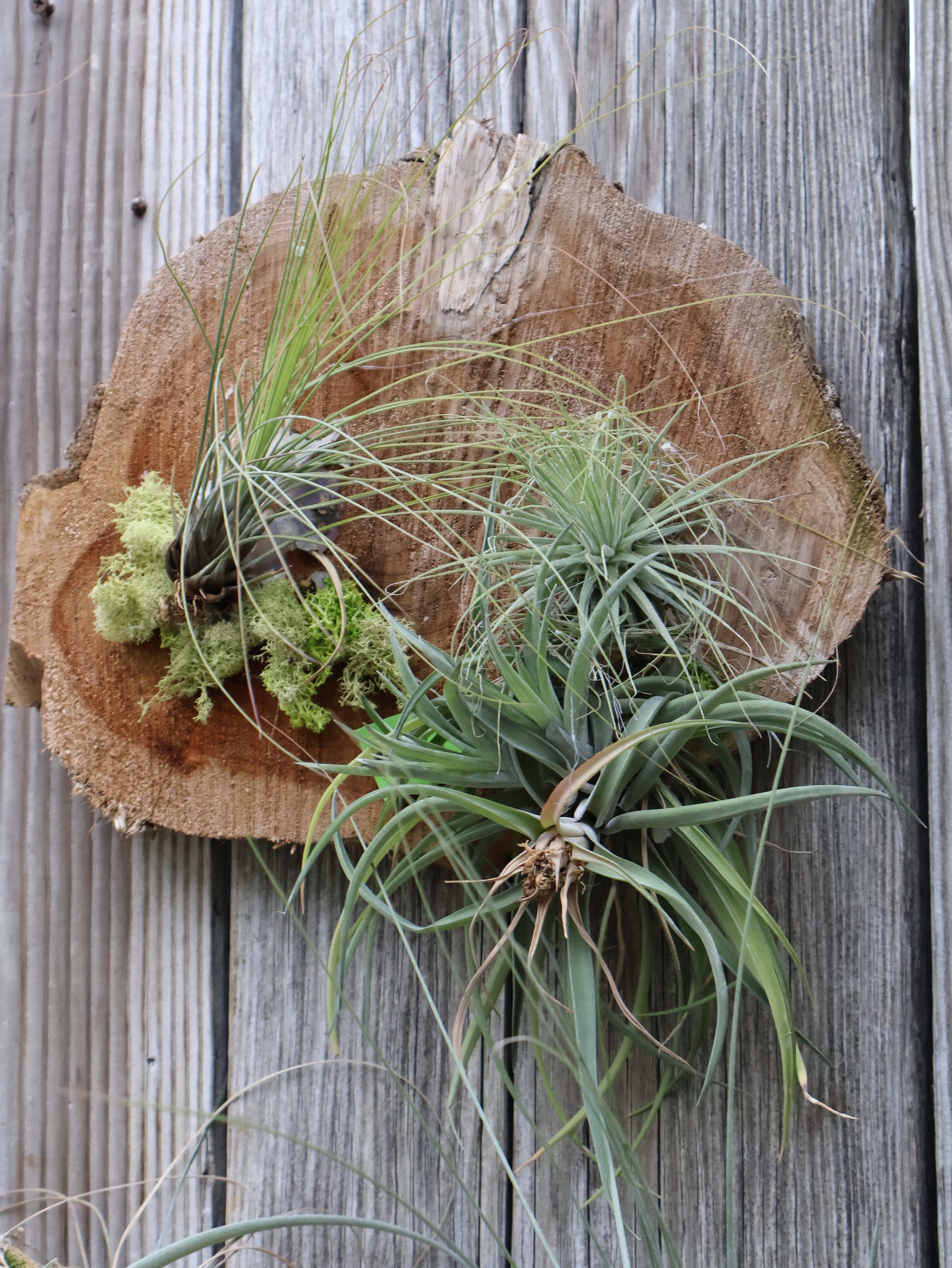 how to attach air plants to cork bark Air Plants – Pandy's Garden Center