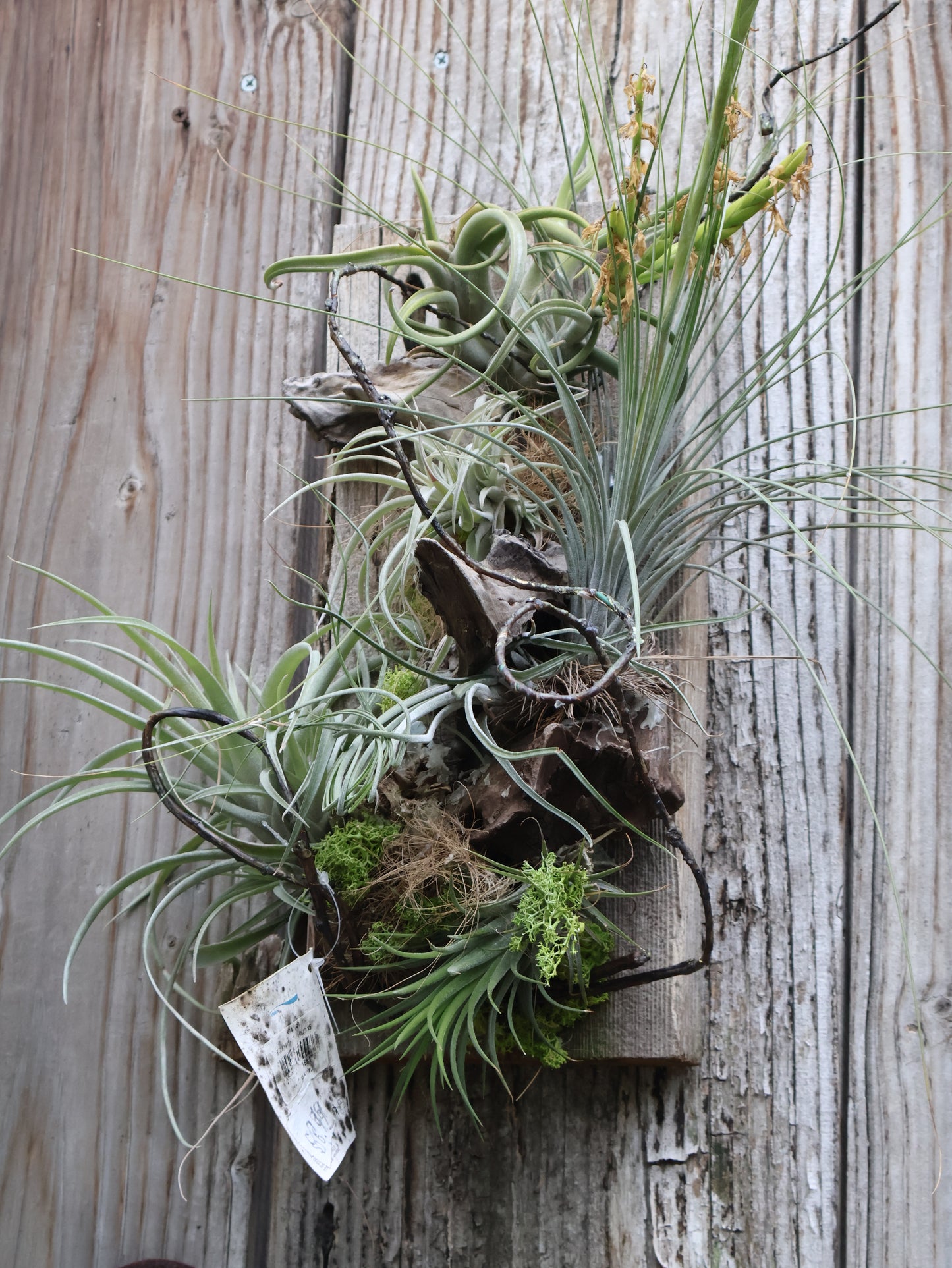 window hanging air plants Air Plants – Pandy's Garden Center