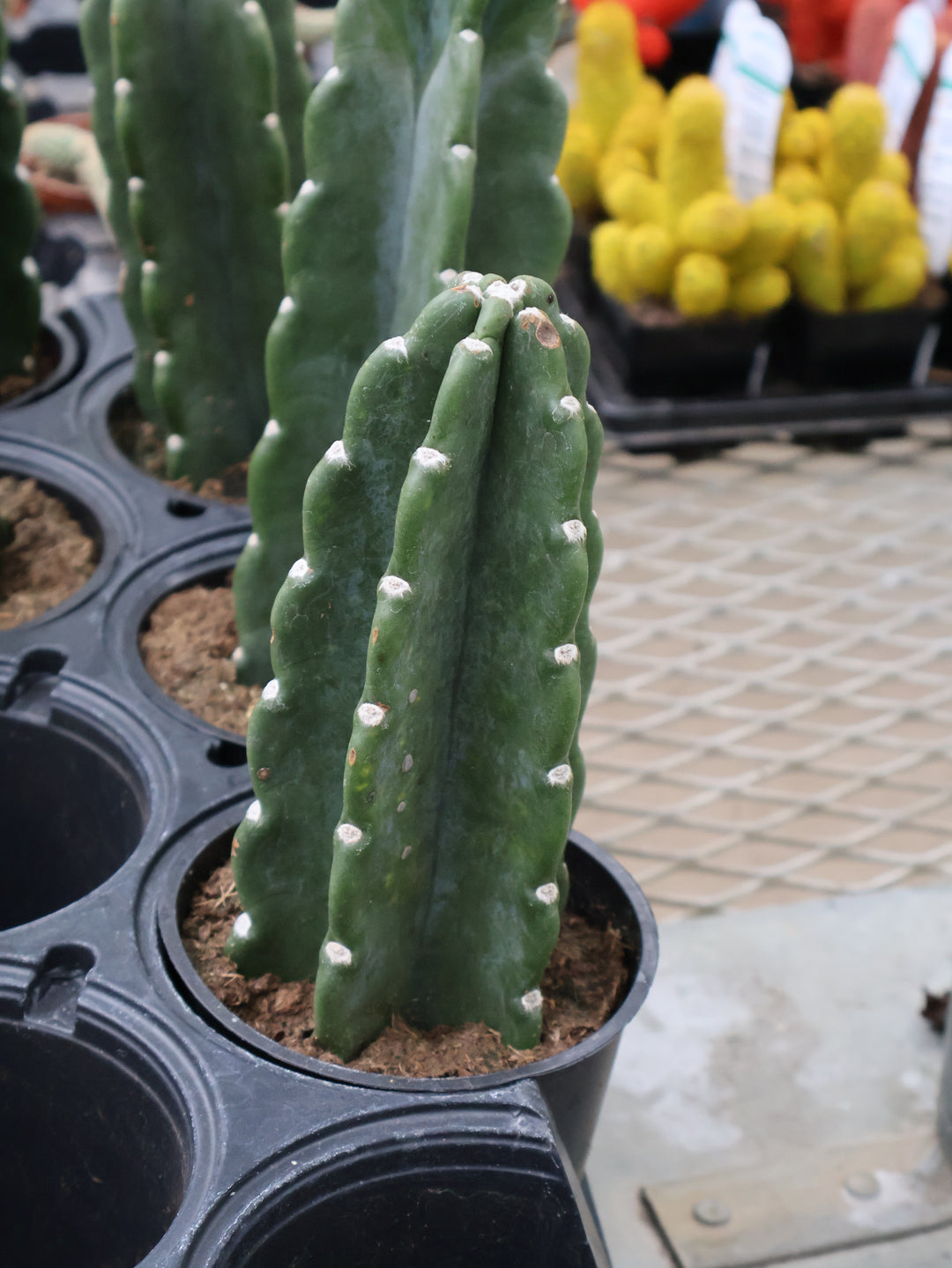 5" SPINELESS PERUVIAN APPLE CACTUS