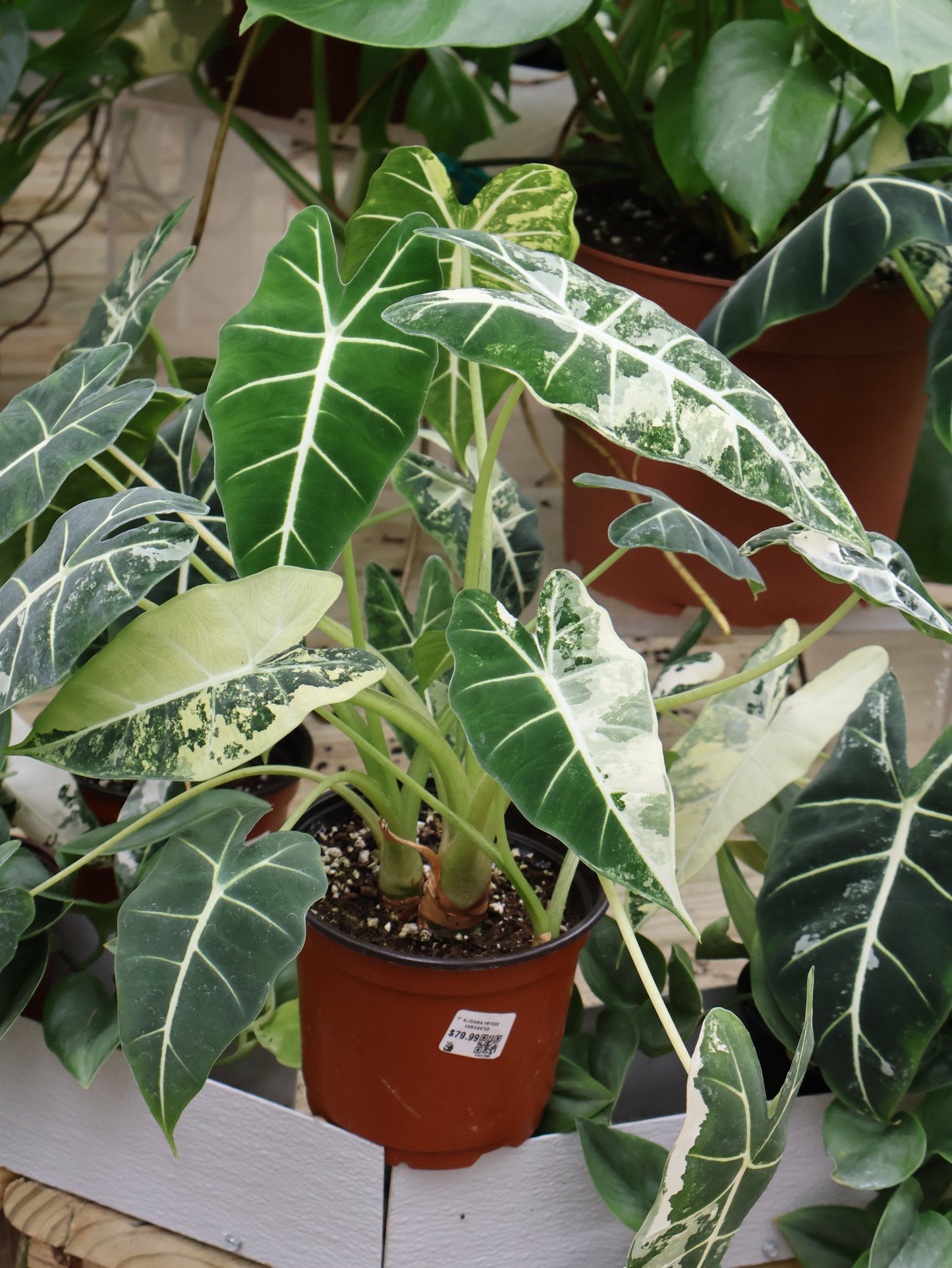 6" ALOCASIA FRYDEK VARIGATED