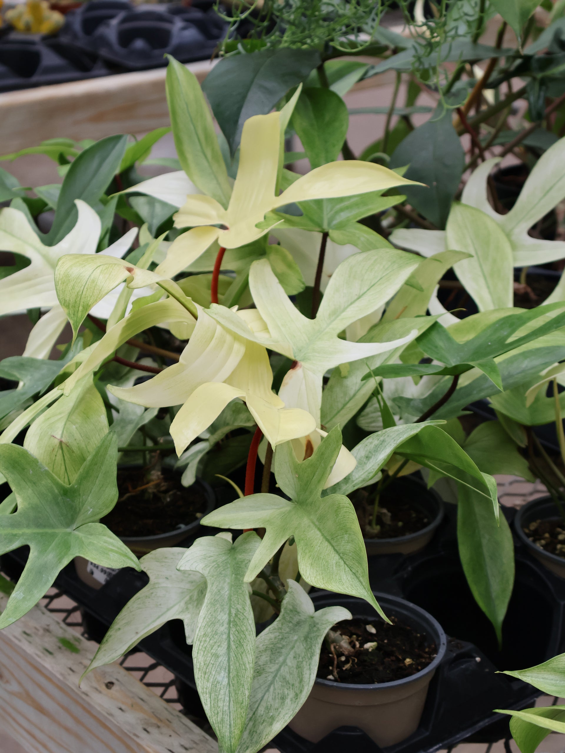 philodendron in florida 5" PHILODENDRON FLORIDA GHOST – Pandy's Garden Center
