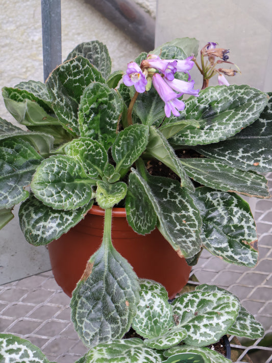 8" STREPTOCARPUS PRETTY TURTLE