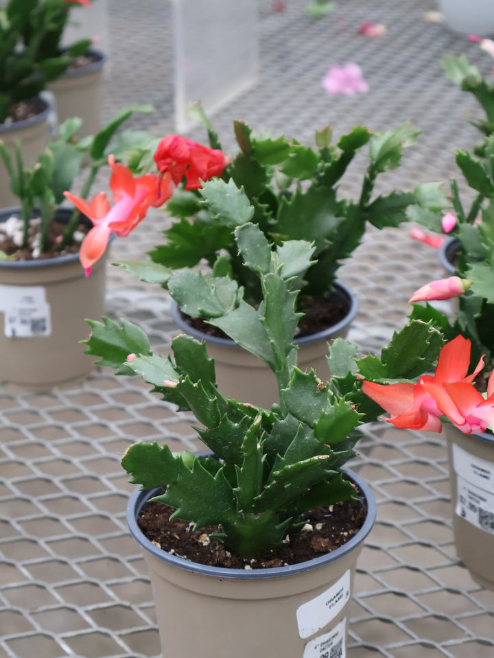 4.5” HOLIDAY CACTUS