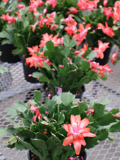 6" HOLIDAY CACTUS