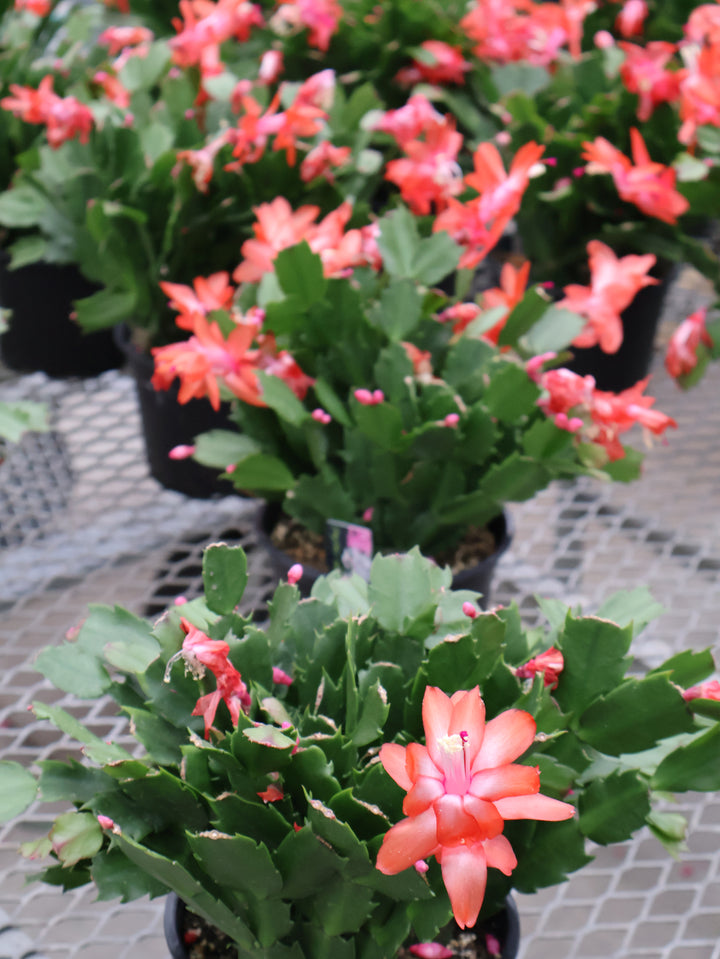 6" HOLIDAY CACTUS