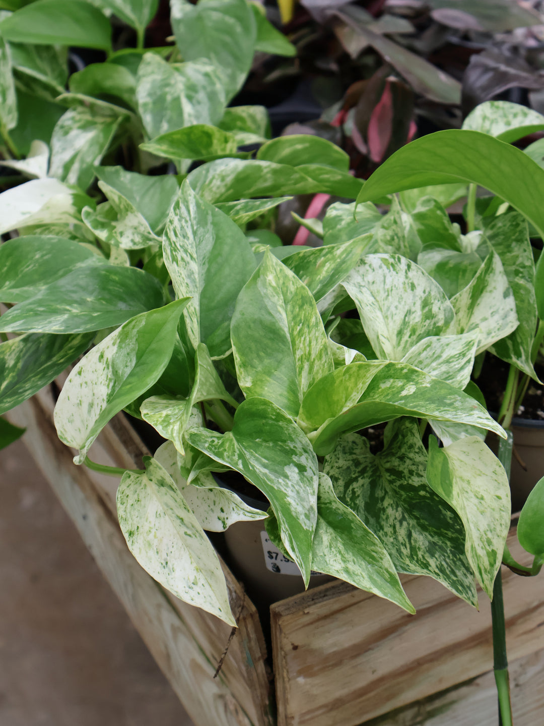 4" POTHOS MARBLE QUEEN