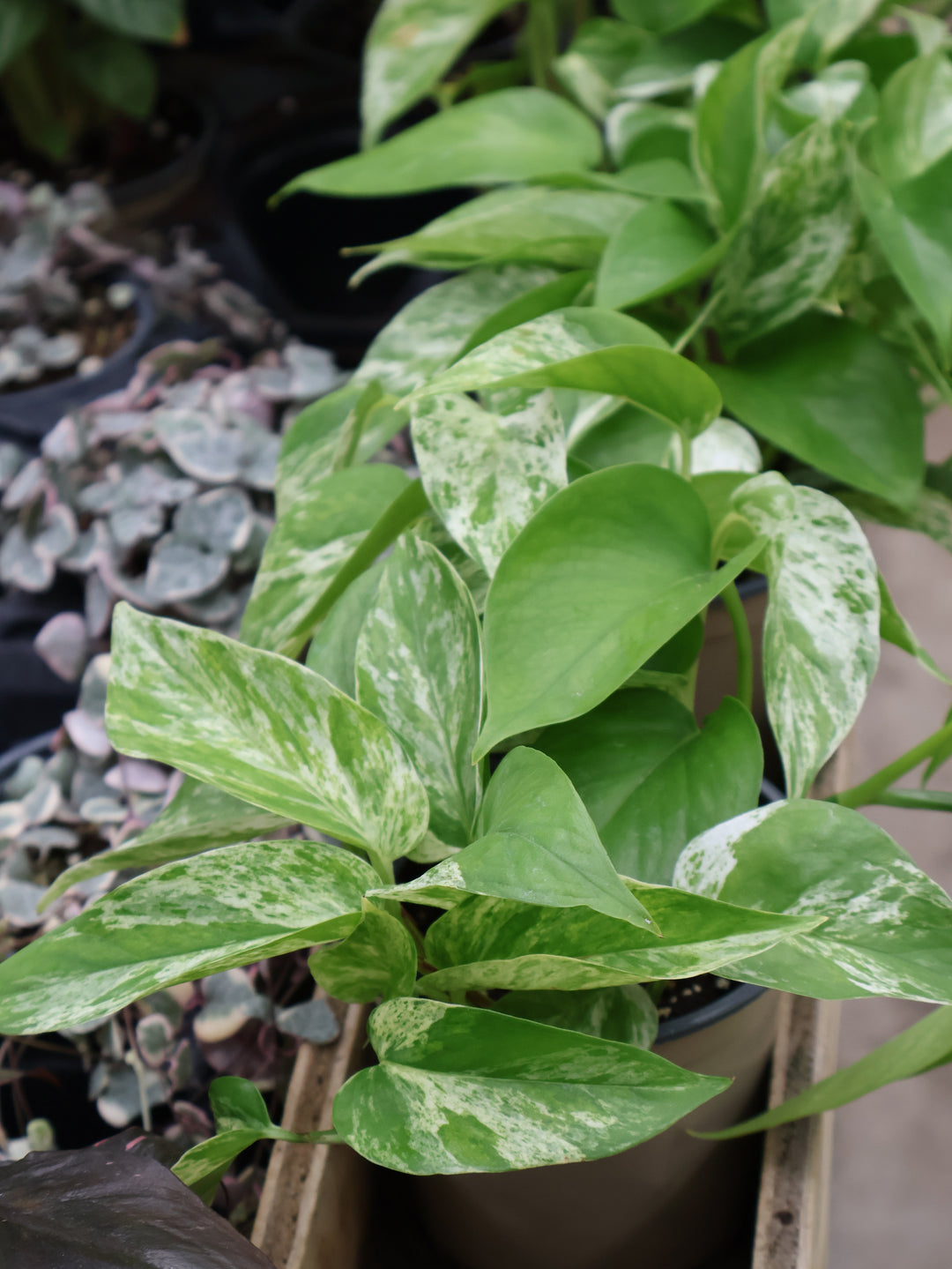 4" POTHOS MARBLE QUEEN