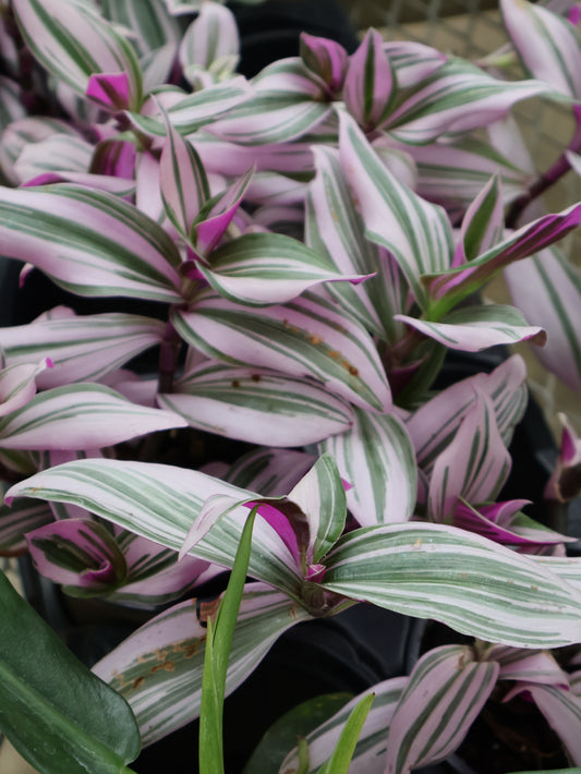 4.5" TRADESCANTIA PINK NANOUK