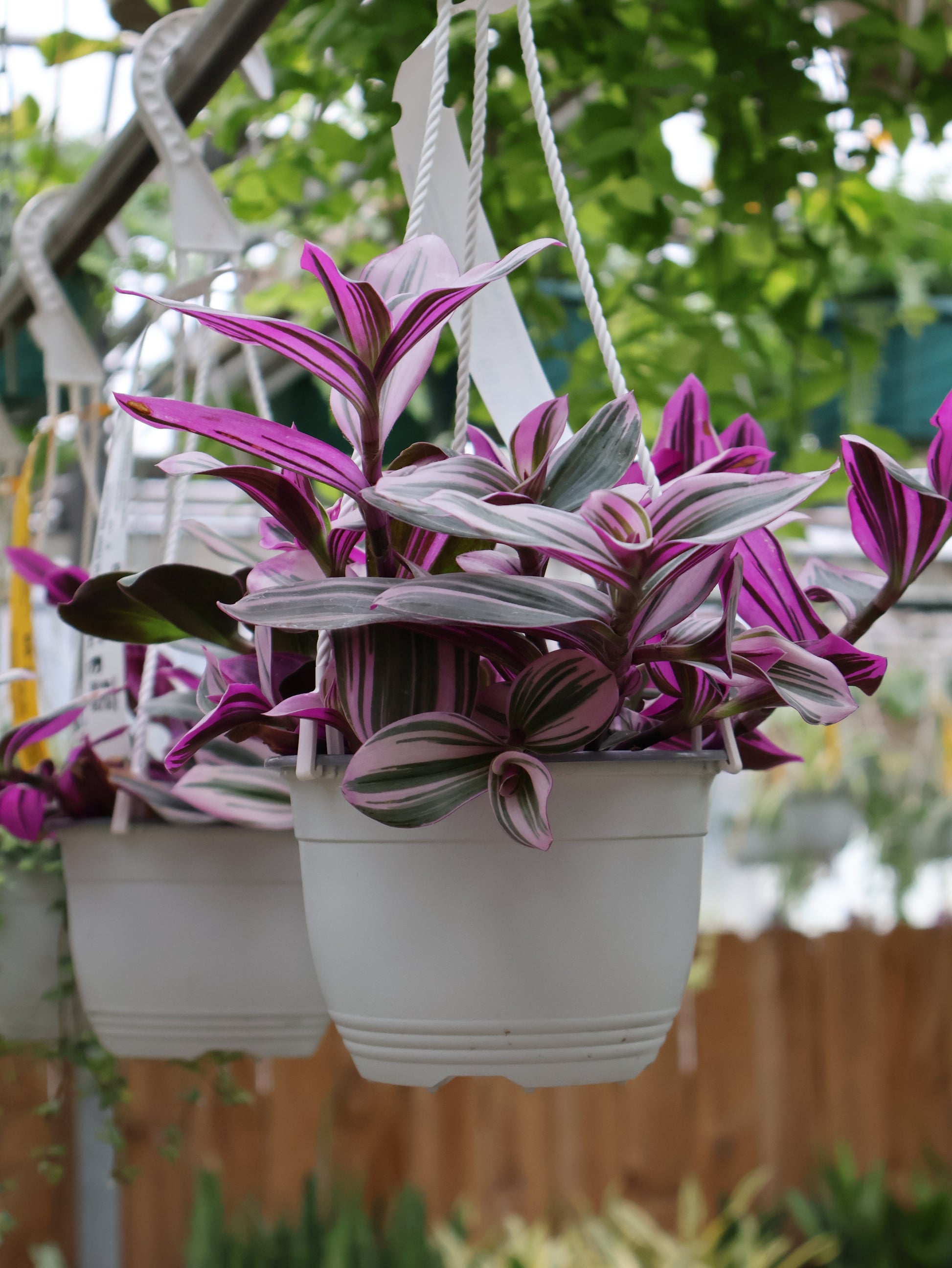 tradescantia nanouk hanging plant 6" HB TRADESCANTIA PINK NANOUK – Pandy's Garden Center