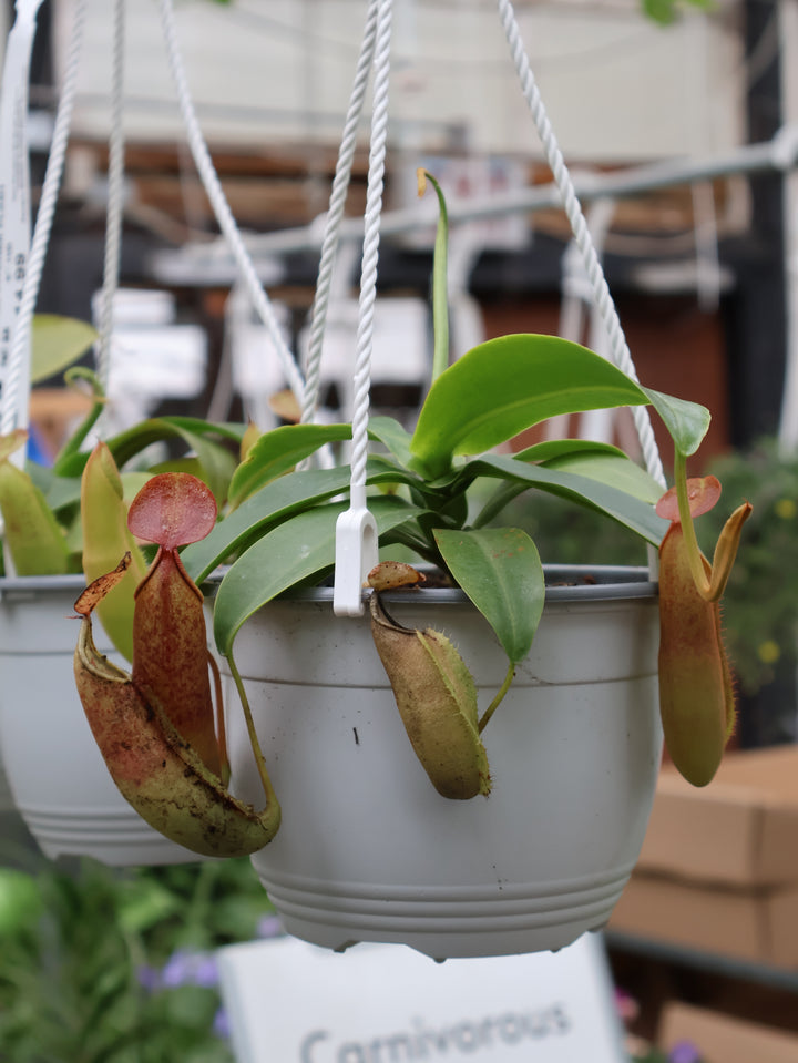 6" HB NEPENTHES PITCHER PLANT