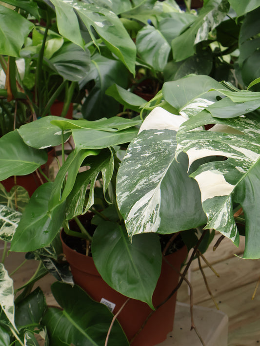 10" MONSTERA ALBO BORSIGIANA