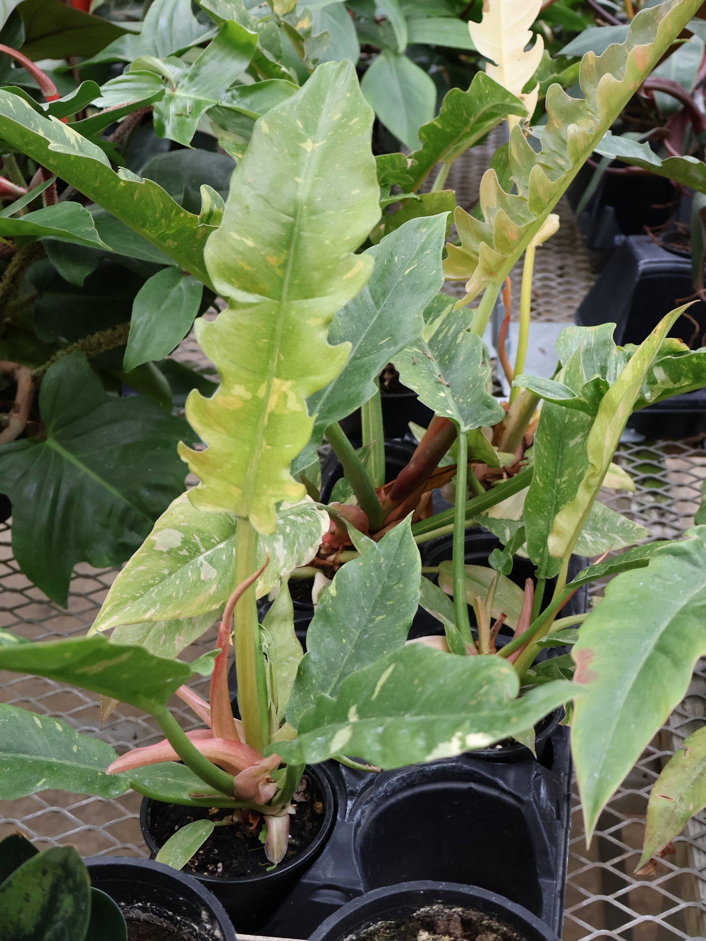 4" PHILODENDRON RING OF FIRE