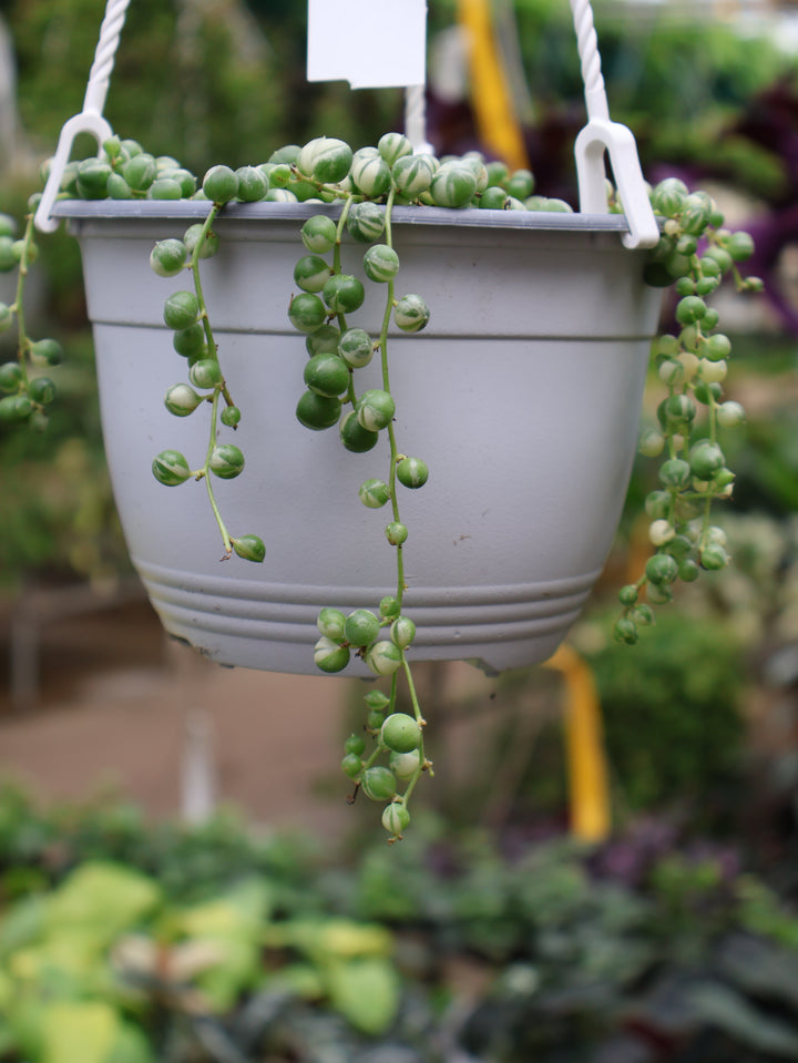 6" HB VARIGATED STRING OF PEARLS