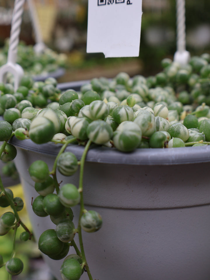 6" HB VARIGATED STRING OF PEARLS