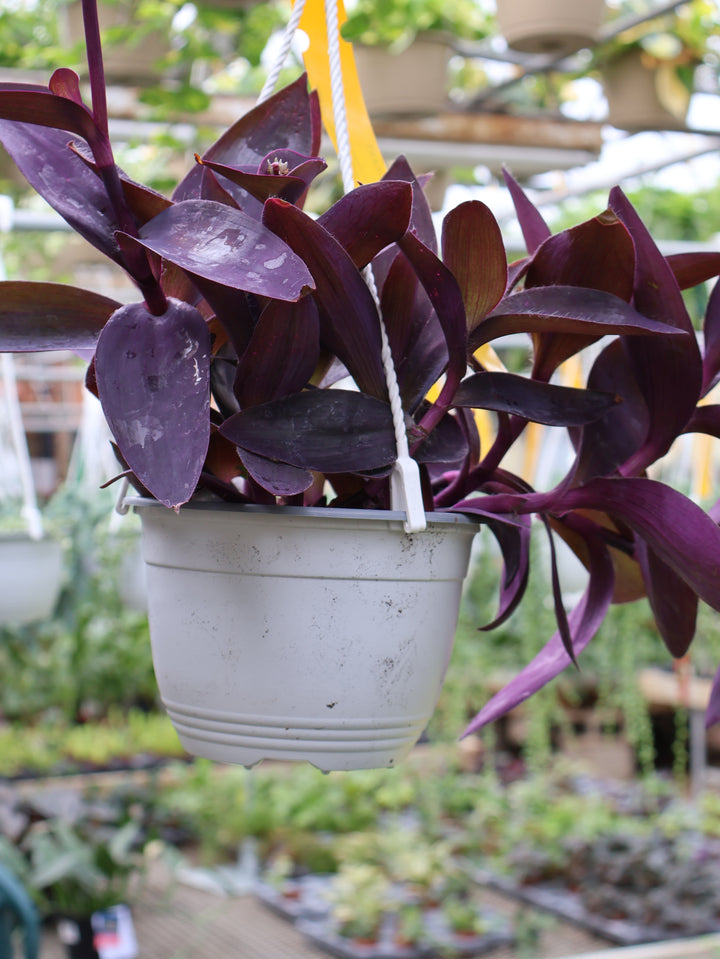 6" HB TRADESCANTIA PURPLE HEART