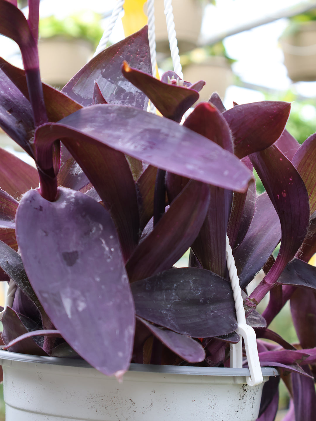 6" HB TRADESCANTIA PURPLE HEART