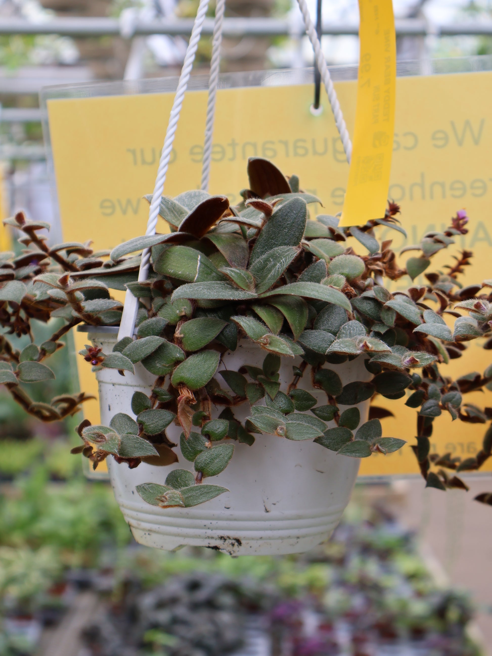 is teddy bear vine a succulent 6" HB TEDDY BEAR VINE – Pandy's Garden Center